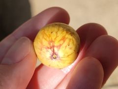Amphibolips quercusjuglans