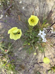 Papaver radicatum