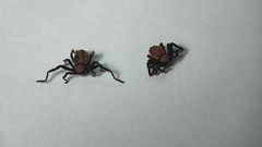 Cryptocellus