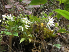 Coelogyninae