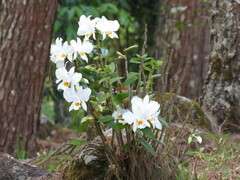 Dendrobium infundibulum