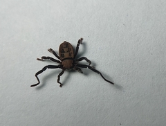 Cryptocellus