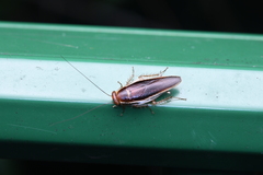 Pseudophyllodromia laticeps