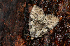 Leuconycta lepidula