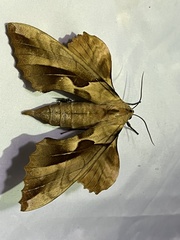 Phyllosphingia dissimilis