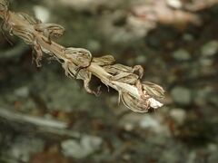 Orchis anthropophora