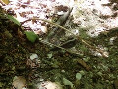 Orchis anthropophora