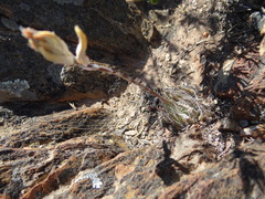 Haworthia herbacea