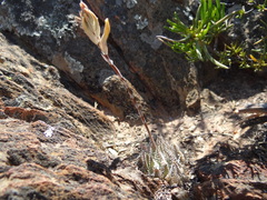 Haworthia herbacea