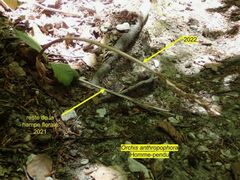 Orchis anthropophora