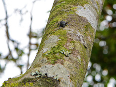 Plesiophthalmus formosanus