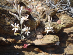 Haworthia herbacea