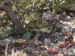 Conophytum ficiforme