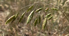 Bromus arvensis