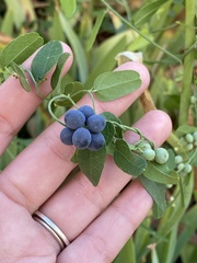 Cocculus diversifolius