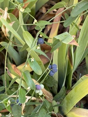 Cocculus diversifolius