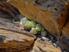 Conophytum ficiforme