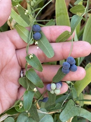 Cocculus diversifolius