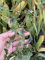 Cocculus diversifolius