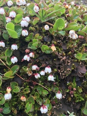 Harrimanella hypnoides