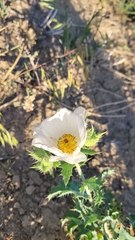 Argemone polyanthemos