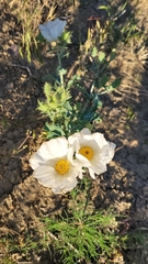 Argemone polyanthemos