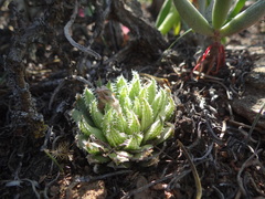 Haworthia herbacea