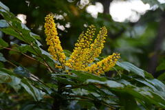 Berberis duclouxiana
