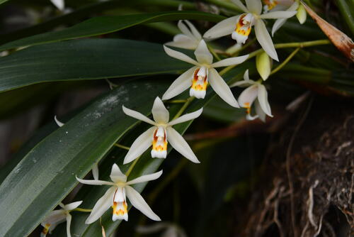 Coelogyne huettneriana Rchb.f. 4