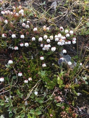 Harrimanella hypnoides