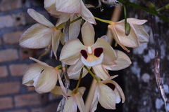 Dendrobium pulchellum