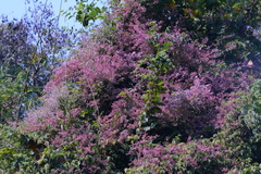 Congea tomentosa