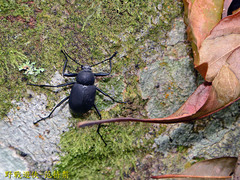 Plesiophthalmus formosanus