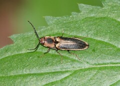 Megapenthes limbalis