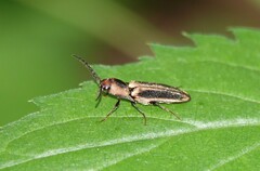 Megapenthes limbalis