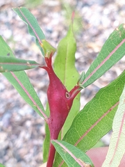Mompha sturnipennella