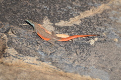 Platysaurus minor