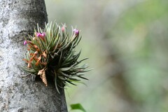 Tillandsia argentina