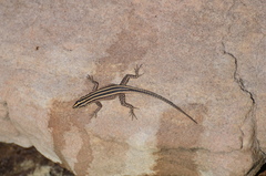 Platysaurus minor