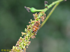 Eristalinus quinquestriatus