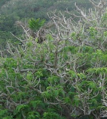 Dendrocnide kotoensis