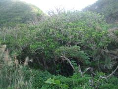 Dendrocnide kotoensis