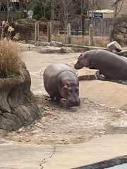 Hippopotamus