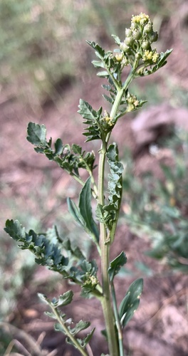 roundfruit yellowcress (Rorippa sphaerocarpa)
