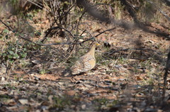Pterocles bicinctus multicolor