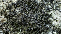 Frullania jackii