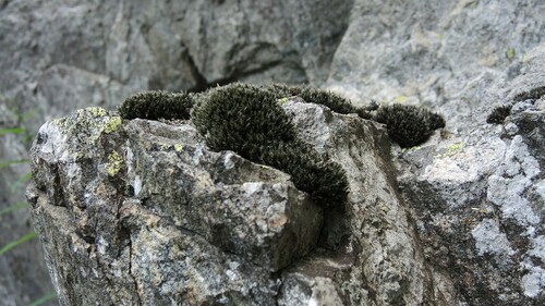Grimmia Dry Rock Moss (Grimmia elatior)