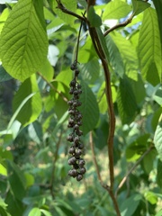 Clethra alnifolia