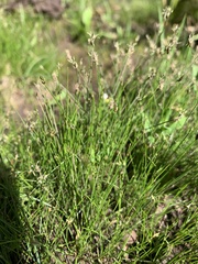 Eleocharis bella