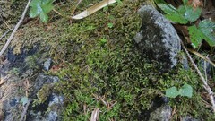 Hyocomium armoricum